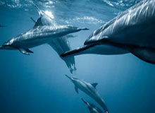 世界杯淘汰赛资格-卡纳瓦罗：每个人都能击败我们 我需要好好解决了